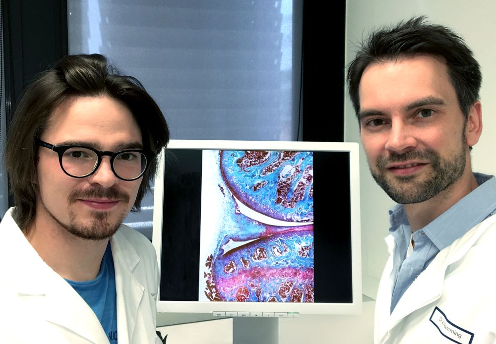 Kontrollzellen im Winterschlaf: Warum Entzündung chronisch wird ...